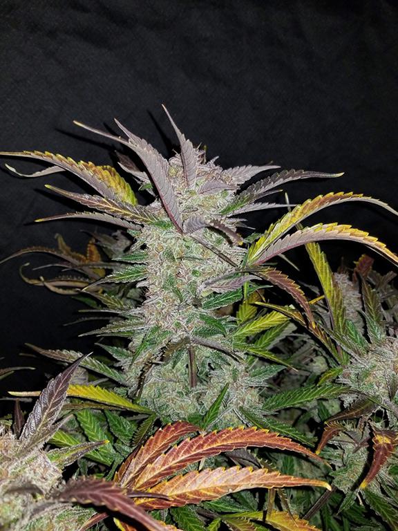 cookies and cream cannabis pics