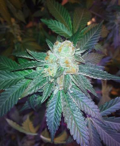 do si dos cannabis pics