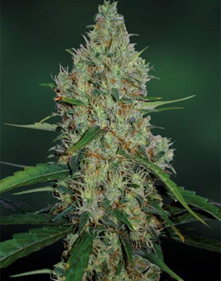 g13 haze cannabis pics