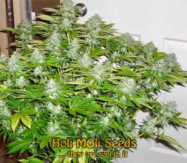 headband cannabis pics