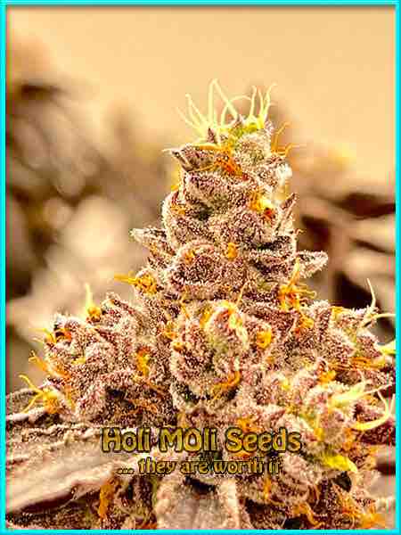 lambs breath cannabis pics