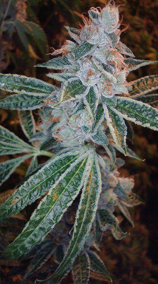 lemon og autoflower cannabis pics