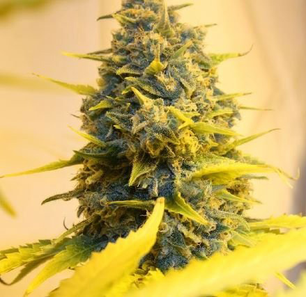 super skunk Marijuana Pics