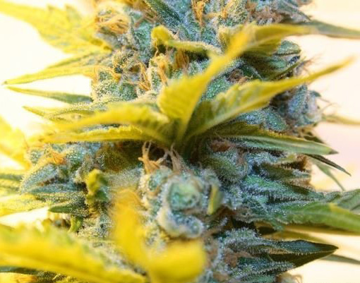 super skunk Marijuana Pics