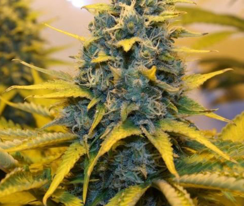 super skunk Marijuana Pics