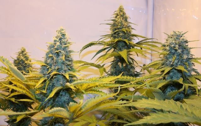 super skunk Marijuana Pics