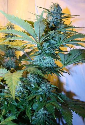 super skunk Marijuana Pics