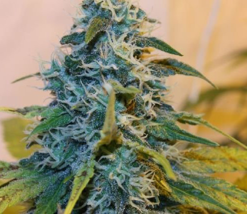 super skunk Marijuana Pics