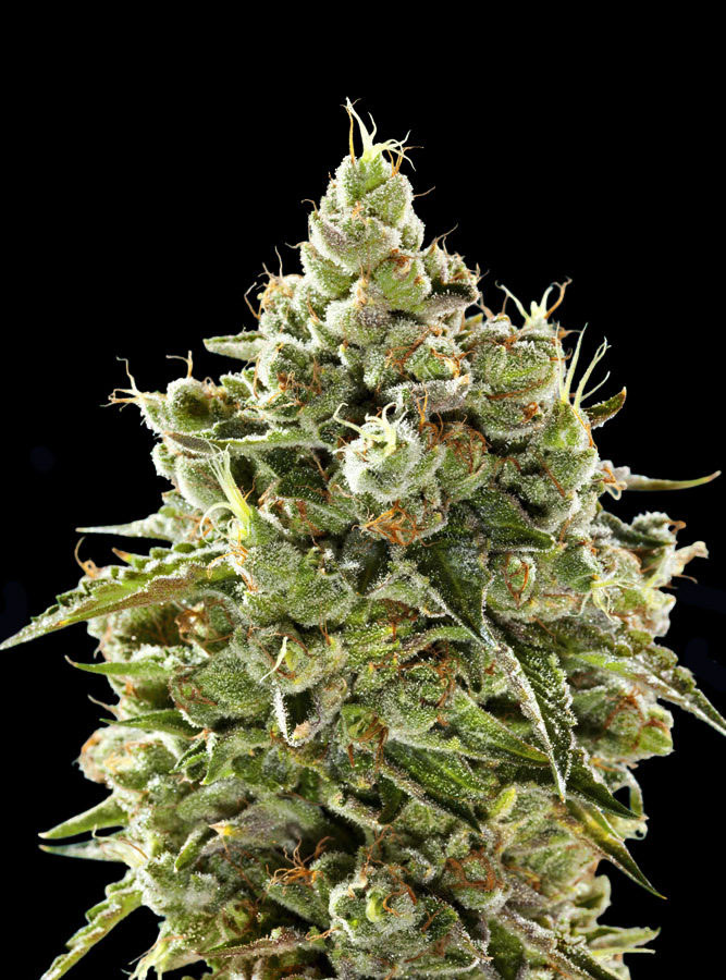 tahoe og cannabis pics