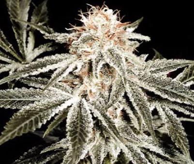 white widow cannabis pics