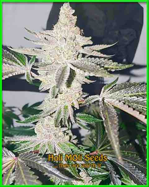 Autoflower Seeds Fritter cannabis strain photo