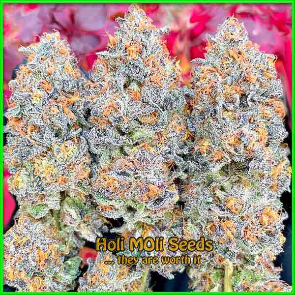 Black Widow cannabis strain photo