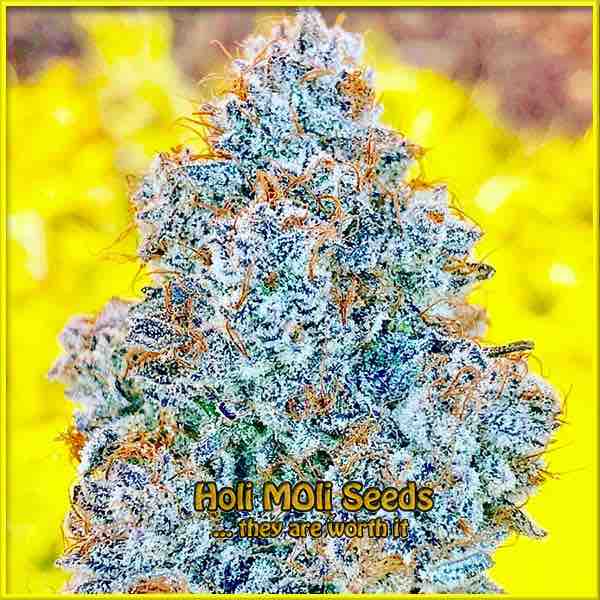 photo of blue-moon-rocks feminized cannabis bud