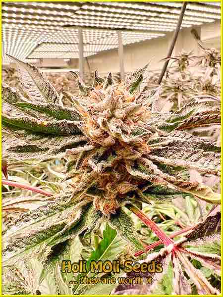 photo of blue-moonshine feminized cannabis bud