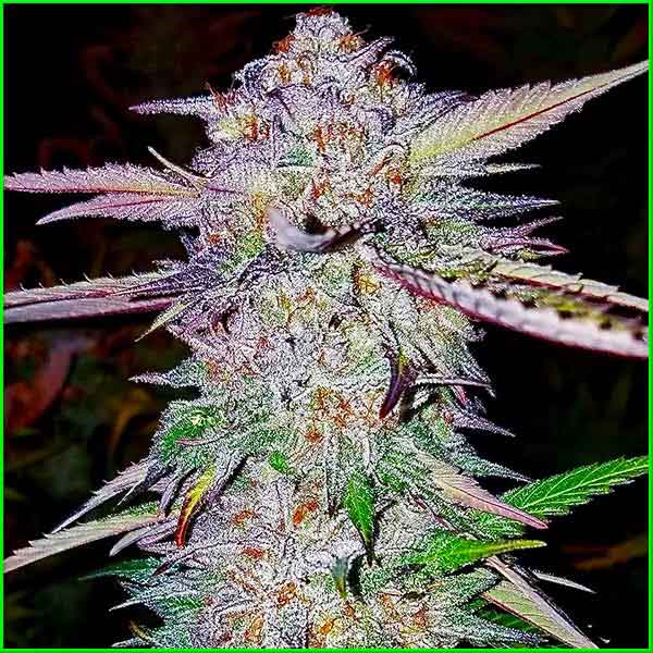 photo of blue-runtz feminized cannabis bud