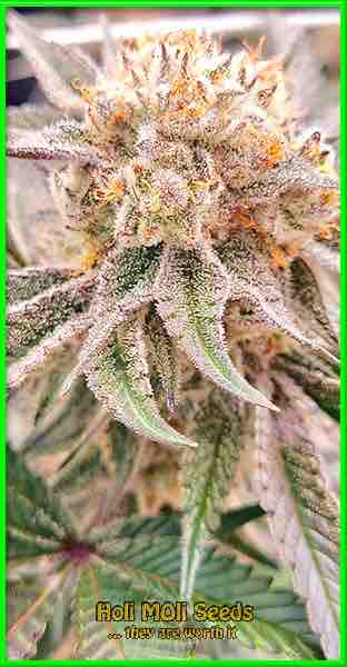 photo of california-dream feminized cannabis bud