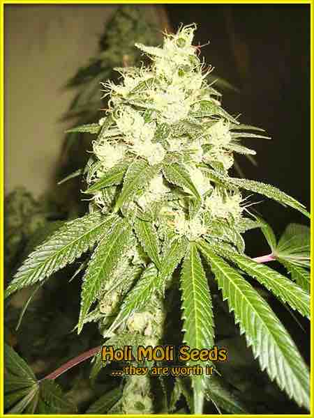 Chemdawg 4 cannabis strain photo