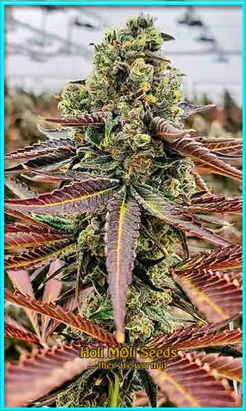 Chocolate Thai cannabis strain photo