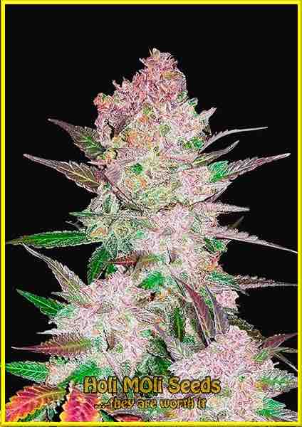 Cookies and Cream cannabis strain photo