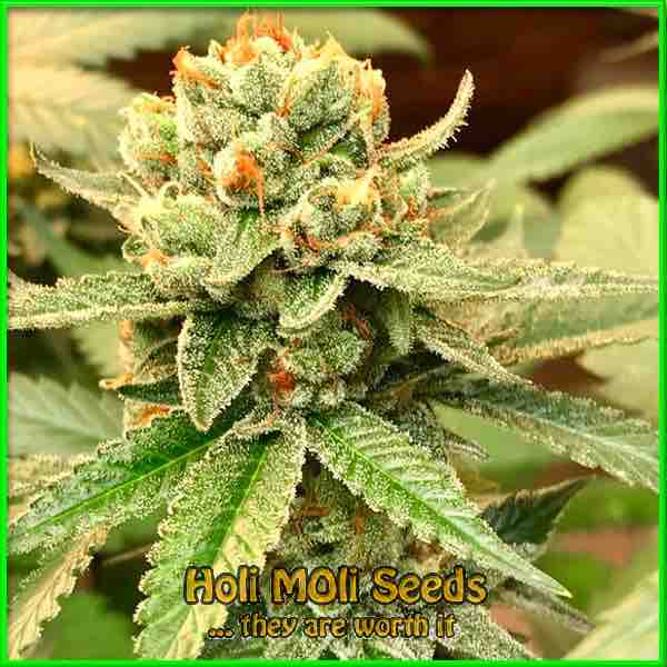 Cyrstal cannabis strain photo