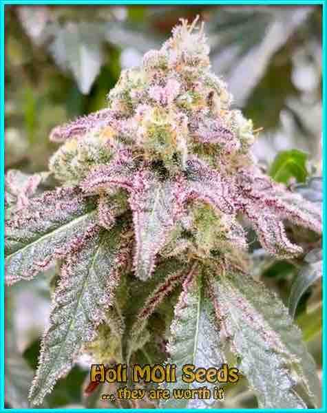 Love Potion cannabis strain photo