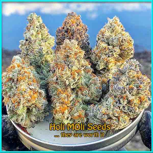 Do Si Dos cannabis strain photo