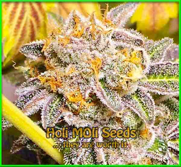 Do Si Dos cannabis strain photo
