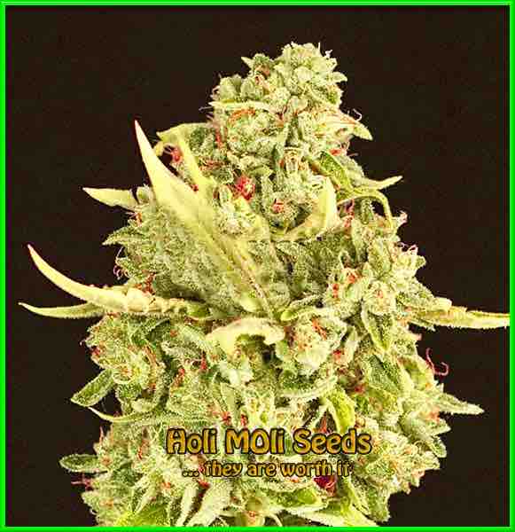 Gorilla Fire cannabis strain photo