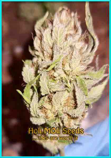 Grapefruit cannabis strain photo
