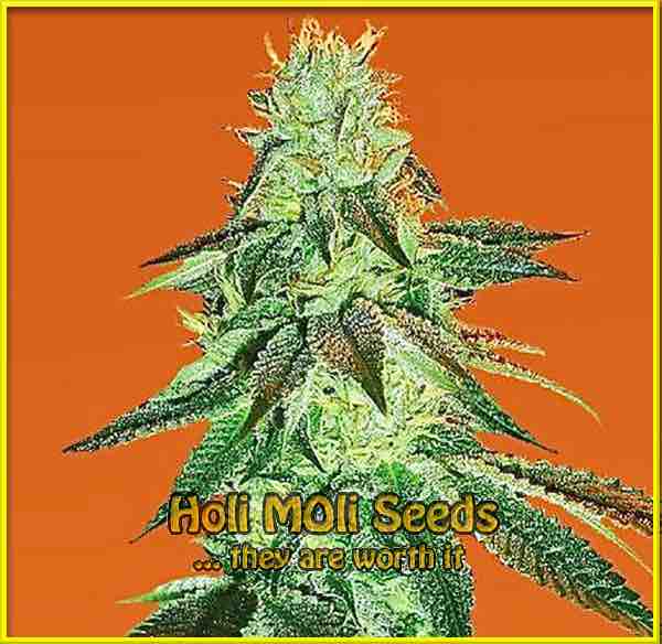 Louis XIII OG cannabis strain photo
