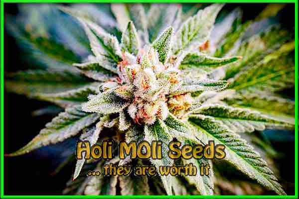 Kush Mints cannabis strain photo