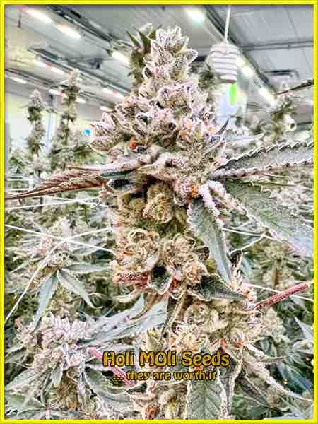 L.A. confidential cannabis strain photo