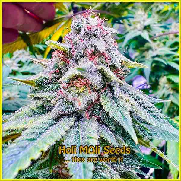 Mazar Blueberry cannabis strain photo