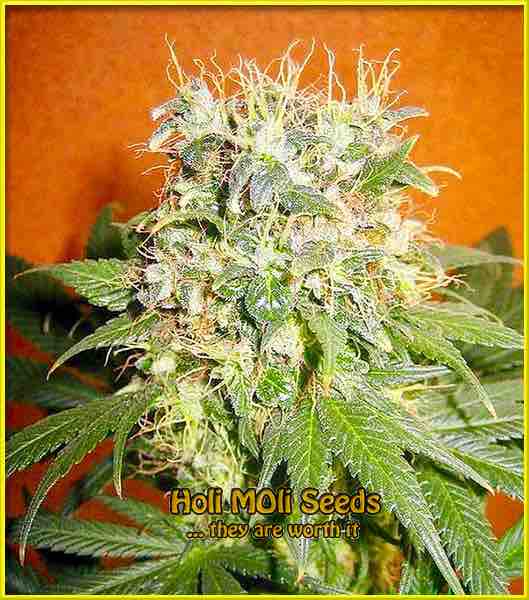 Mazar cannabis strain photo