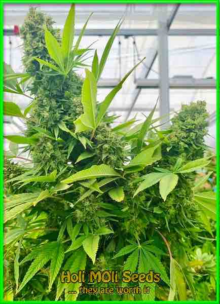 Motor Breaths cannabis strain photo