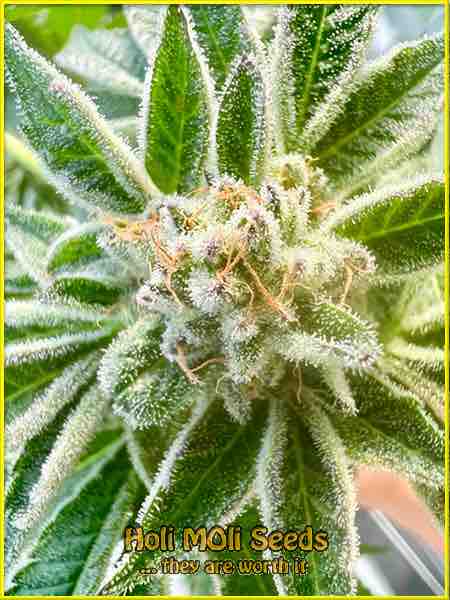 Purple Thai cannabis strain photo
