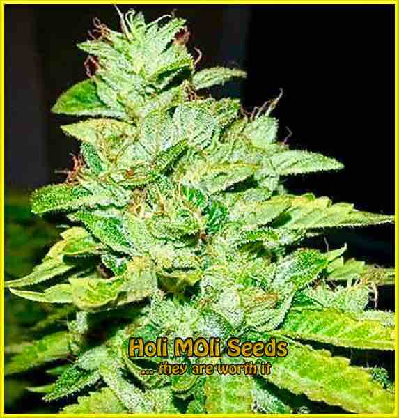 San Fernando Valley cannabis strain photo