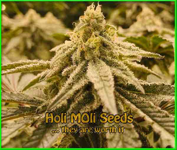 Snow Ripper cannabis strain photo