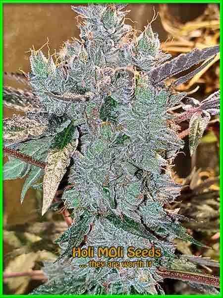 Snow White cannabis strain photo