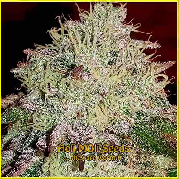 Stardawg cannabis strain photo
