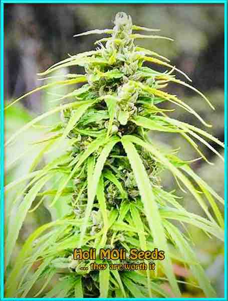Thai Fantasy cannabis strain photo