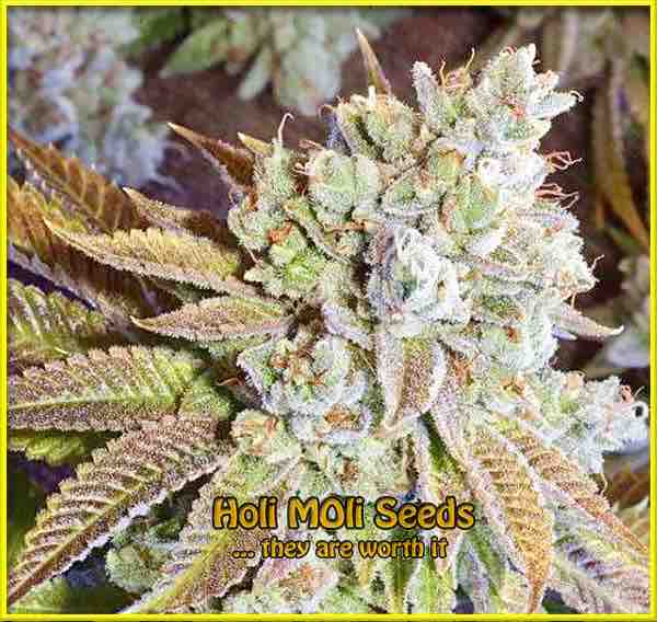 Wedding Cake cannabis strain photo